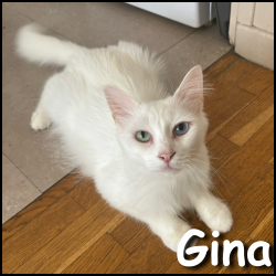 Gina