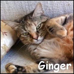 Ginger