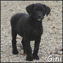 Gini