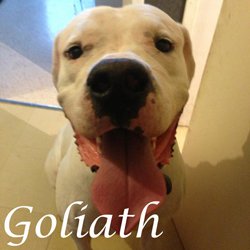 Goliath - Alsace
