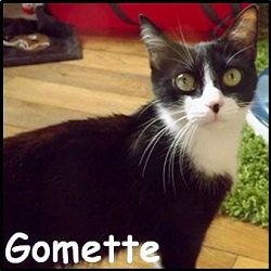 Gomette