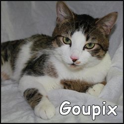 Goupix