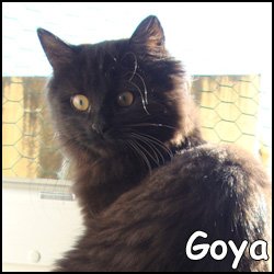 Goya