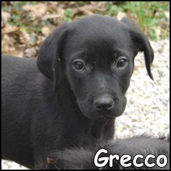 Grecco