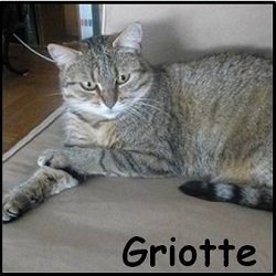 Griotte2