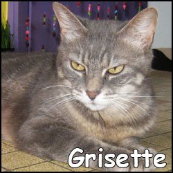 Grisette