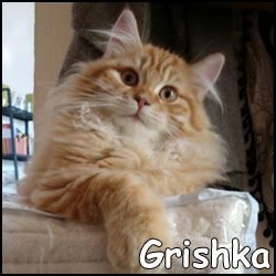 Grishka