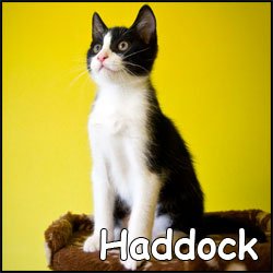 Haddock