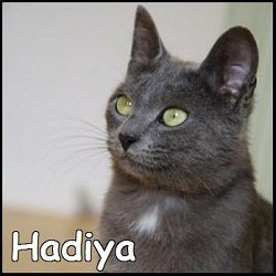 Hadiya