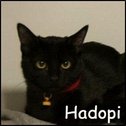 Hadopi