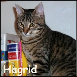 Hagrid