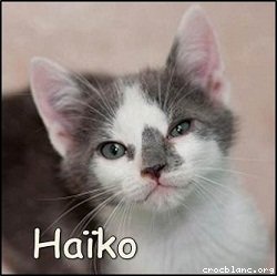 Haïko