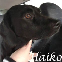 haiko