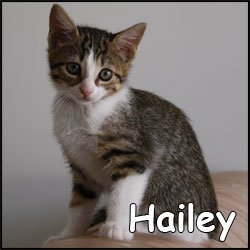 Hailey