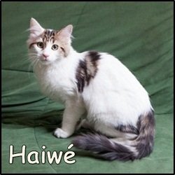 Haiwé