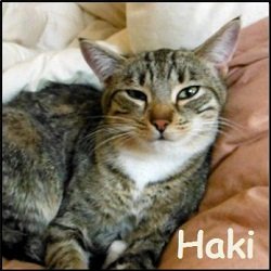 Haki