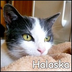 Halaska