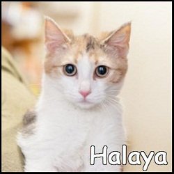 Halaya