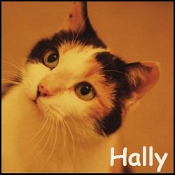 Hally