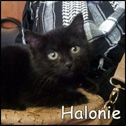 Halonie