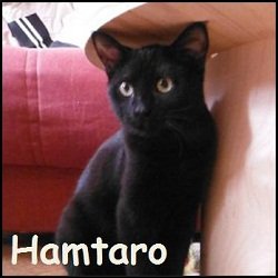 Hamtaro