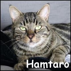 Hamtaro