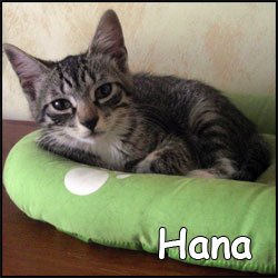 Hana