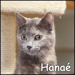 Hanaé