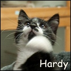 Hardy