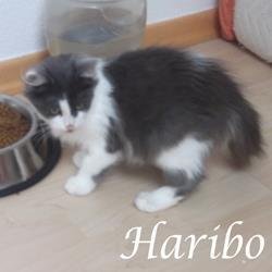 Haribo