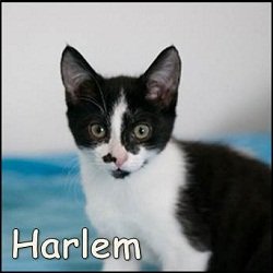 Harlem