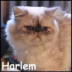 Harlem