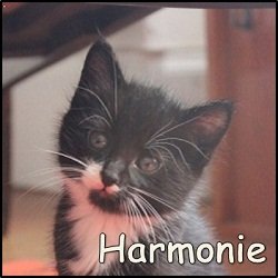 Harmonie