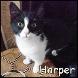 Harper