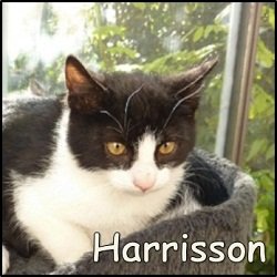 Harrisson