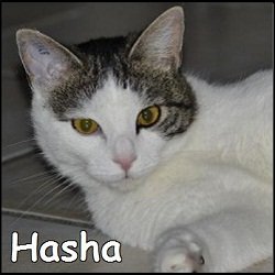 Hasha