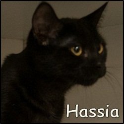 Hassia