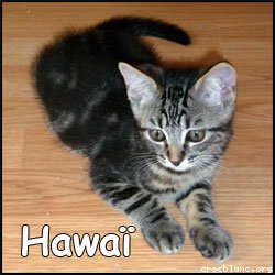 Hawaï