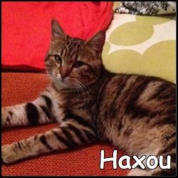 Haxou