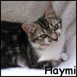 Haymi