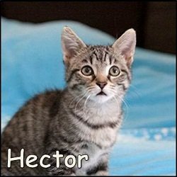 Hector