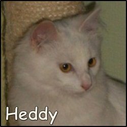 Heddy