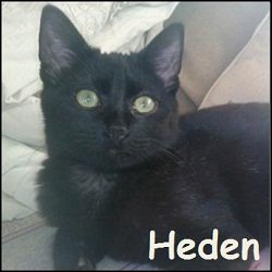 Heden