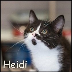 Heidi