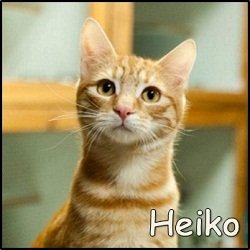 Heiko