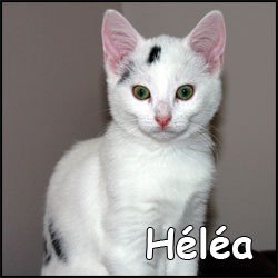 Héléa