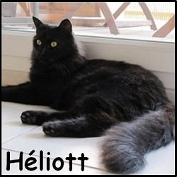 Heliott3