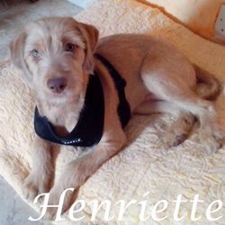 Henriette - Paris