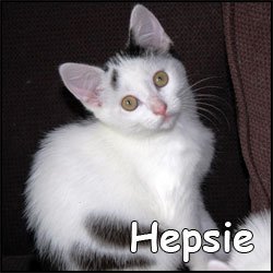 Hepsie