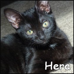 Hera